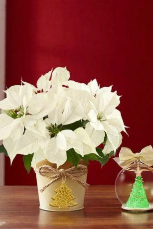 Poinsettia blanc avec ornement