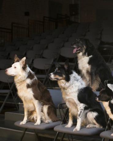 groupe de chiens au théâtre