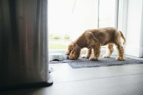 manger dans un bol pour chien