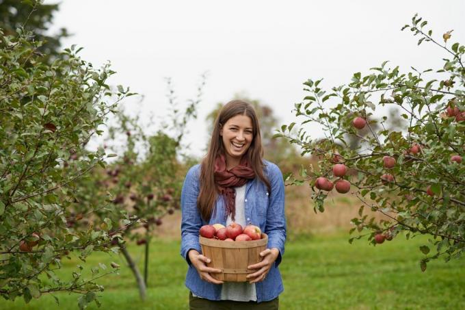 c'est la saison de la cueillette des pommes