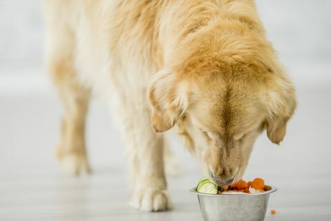 les chiens peuvent-ils manger des légumes-fruits