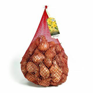 Country Living 2,5 kg de jonquilles britanniques jaunes