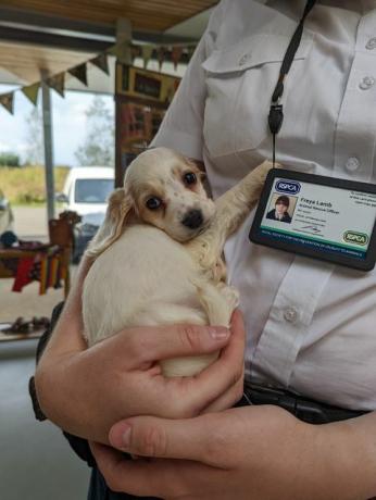 adorable chiot retrouvé jeté dans une poubelle