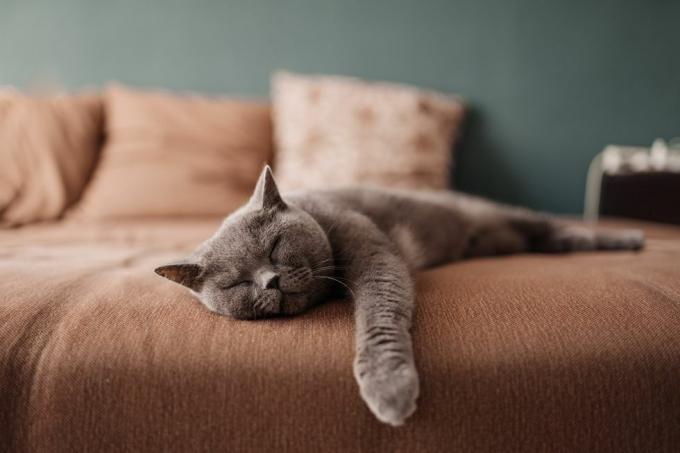 Chat britannique paresseux aux cheveux courts dormant sur un canapé dans un appartement à Édimbourg, en Écosse, avec son visage écrasé alors qu'elle est complètement détendue