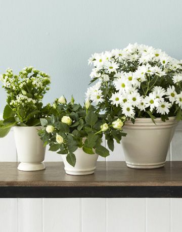Arrangements de fleurs blanches bon marché