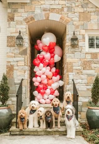 Cette escouade dood pour la Saint-Valentin, les chiens sont sur le perron