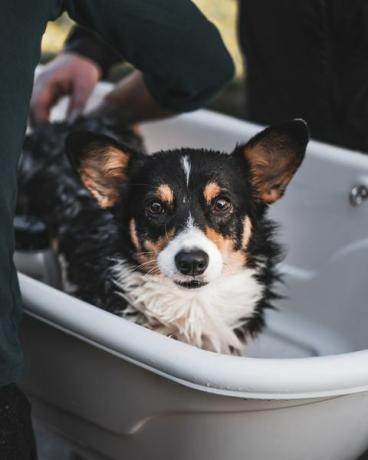 Au milieu de l'homme echelle corgi gallois de Pembroke dans la baignoire