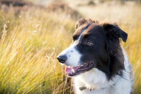 border collie à l'extérieur dans la lumière du soleil d'été d'or