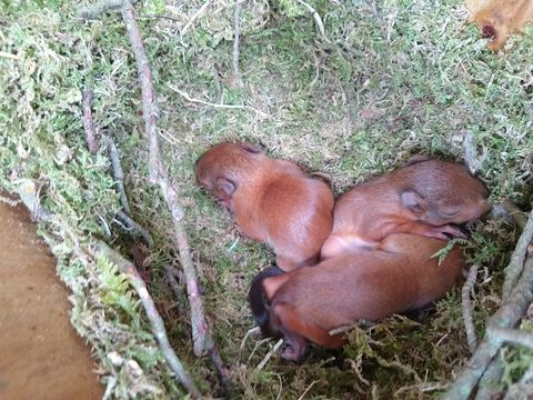 rares chatons écureuils roux capturés par caméra sur l'île de brownsea