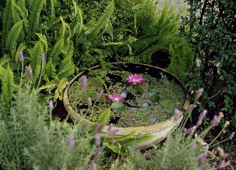 Petit étang à conteneurs dans un jardin avec des lis roses: plantes à base d'eau dans un bol en terre cuite entouré de lavande et de feuilles persistantes