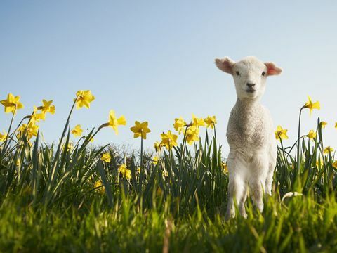 Agneau dans un champ de jonquilles au printemps