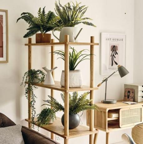 plantes d'intérieur de homesense