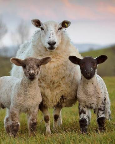 une brebis et 2 agneaux en fin de soirée près de markethill, comté d'armagh