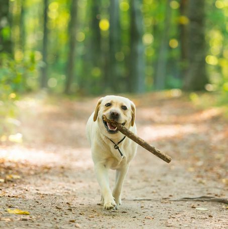 image en gros plan d'un chien labrador retriever jaune portant un bâton dans la forêt
