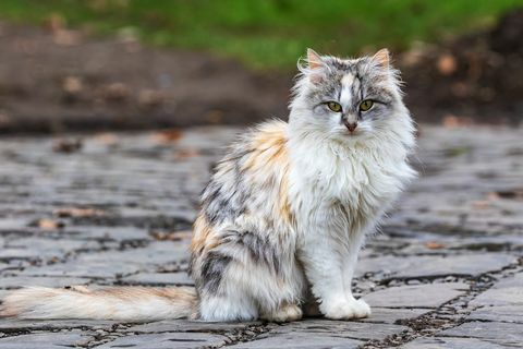 Un joli chat tricolore est assis sur une piste et regarde le photographe chat domestique à l'extérieur