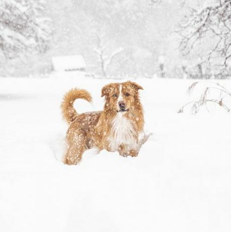 chien dans la neige