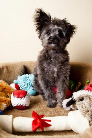 yorkipoo