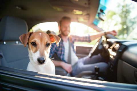 Profiter de la balade - chien en voiture