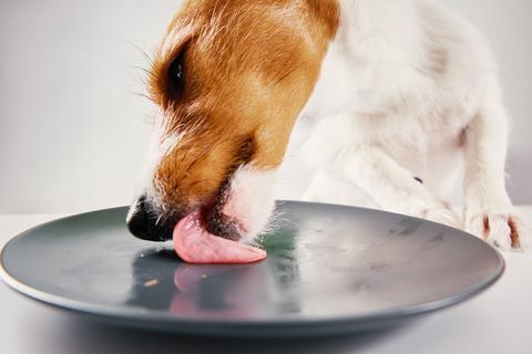 chien affamé lécher une assiette vide