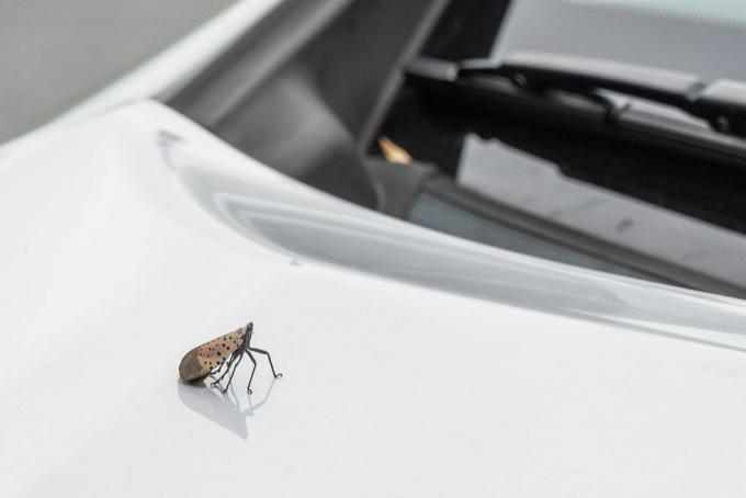 qu'est-ce qu'une mouche lanterne tachetée sur une voiture