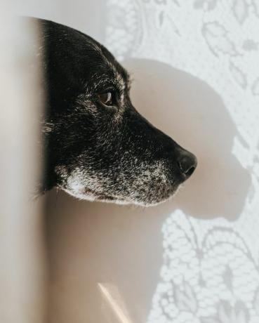 chien derrière un rideau en filet