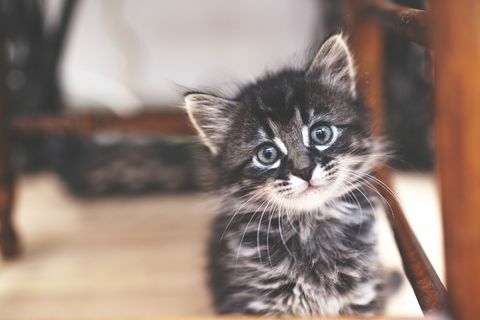 Petit chaton à rayures grises et yeux bleus à l'intérieur