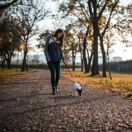 jeune femme marchant avec jack rusell terrier dans un parc public au coucher du soleil