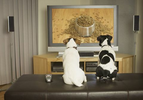 chiens devant la télé