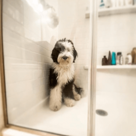 chiens dans les bains images amusantes