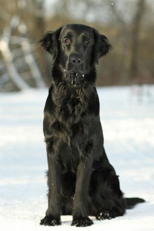 retriever à revêtement plat