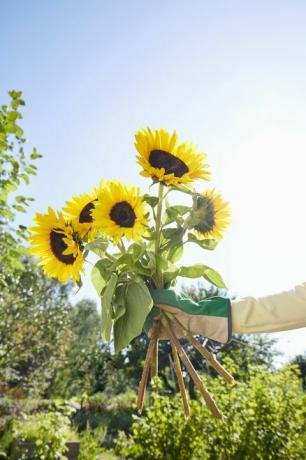 Tournesols à l'extérieur dans le jardin