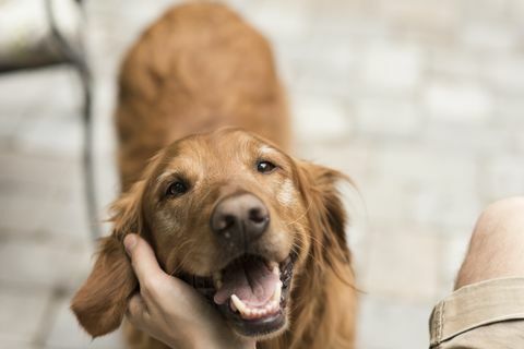 Chien avec propriétaire à l'intérieur