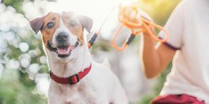 joyeux et ludique chien jack russell se relaxant et se reposant sur le jardin de gress au parc à l'extérieur et à l'extérieur pendant les vacances d'été