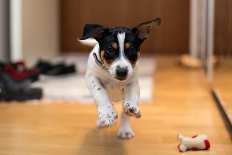 Jeune, rat, terrier, courant, maison