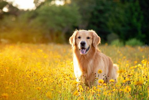 golden retriever sur le terrain avec des fleurs jaunes