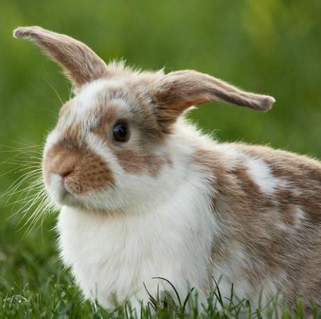 Gros plan, lapin, séance, herbeux, champ