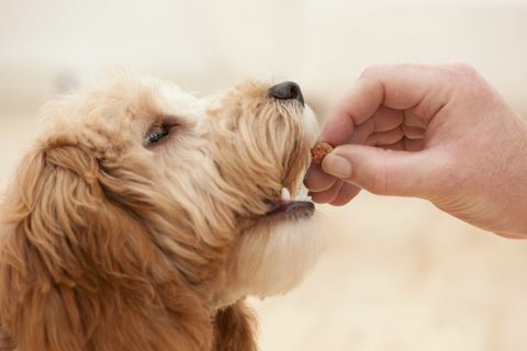 Chien nourri par le propriétaire