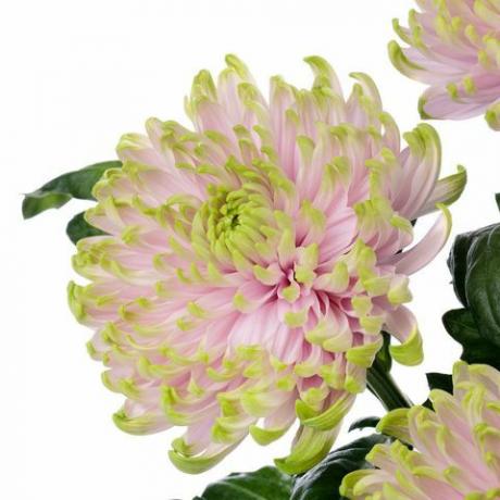 Chrysanthème de la princesse Charlotte