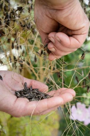 Tout ce que vous devez savoir sur les graines: où acheter des graines de plantes et comment semer des graines
