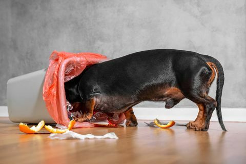 le teckel noir et feu fouillant dans une poubelle domestique, éparpillant les déchets et les restes de nourriture là où à l'intérieur