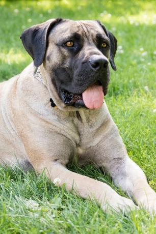 mélange de mastiff