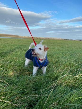 copain chien a besoin d'être adopté