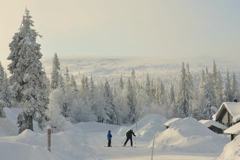 5 expériences de vacances dans l'Arctique à essayer
