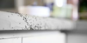 comment se débarrasser des fourmis qui rampent sur un comptoir de cuisine