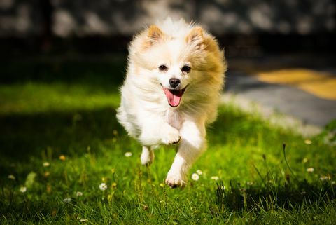 chien poméranien blanc qui court sur le terrain