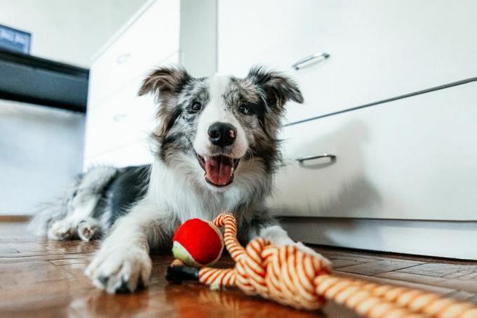 joli chien border collie couché avec un jouet pour animaux de compagnie et regardant la caméra à la maison