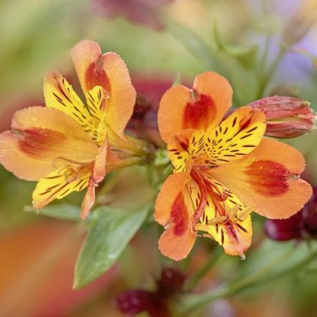 image en gros plan des belles fleurs orange vif de l'alstroemeria, communément appelées le lis péruvien ou le lis des incas