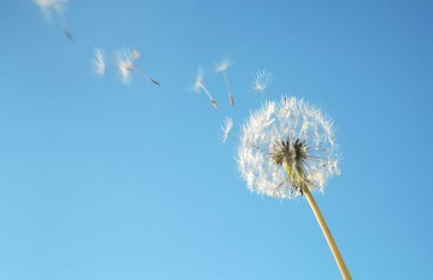 Le pollen de pissenlit dans la brise contre le ciel bleu