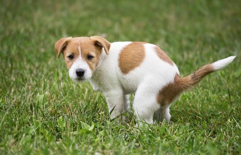 chien chiot faisant sa toilette