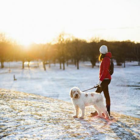 promenade de chien en hiver